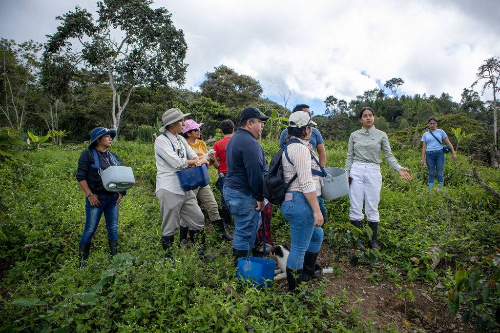 Excursión a Finca de Café en San Ignacio (Reserva)